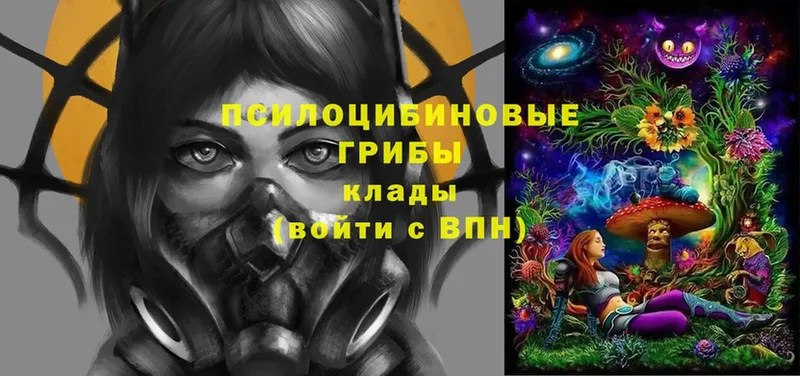 Псилоцибиновые грибы Cubensis  где найти   Апрелевка 